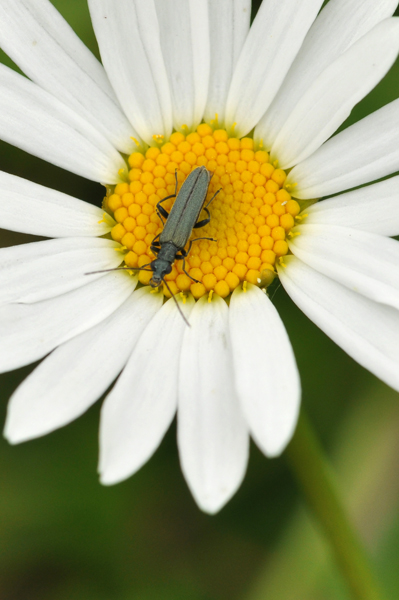 Oedemera virescens maschio